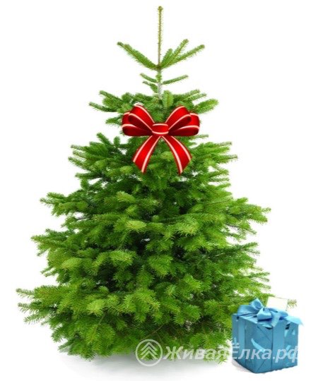 елка в подарок 2016