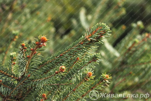 живаяёлка.рф, живаяелка.рф, купить живую елку в москве, купить елку 2022, купить елку 2012, продажа елки, новогодняя ель